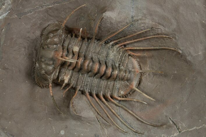 Amazing, Rare Odontopleurid Trilobite - Jorf, Morocco #315723
